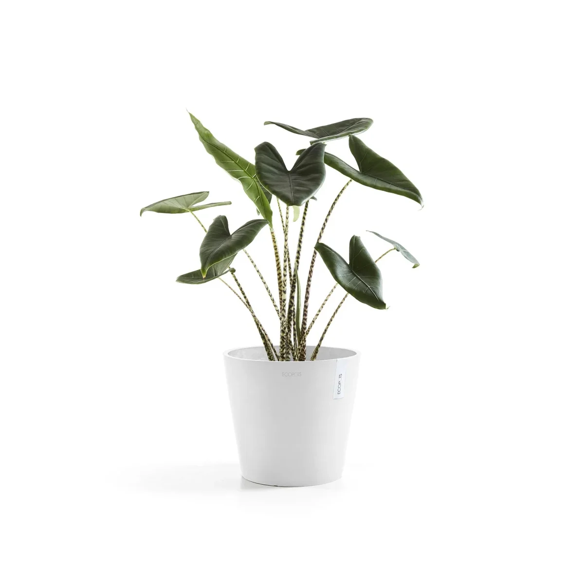 Kukkaruukku Amsterdam 40cm valkoinen