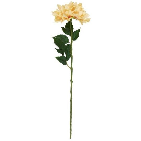 Koristekukka Dahlia kerma Ib Laursen