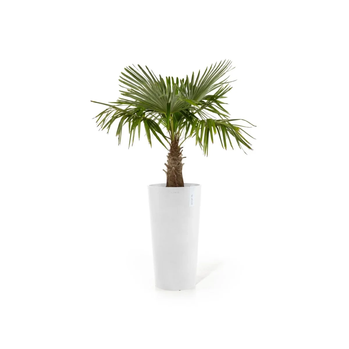 Kukkaruukku Amsterdam keskikorkea 66cm valkoinen