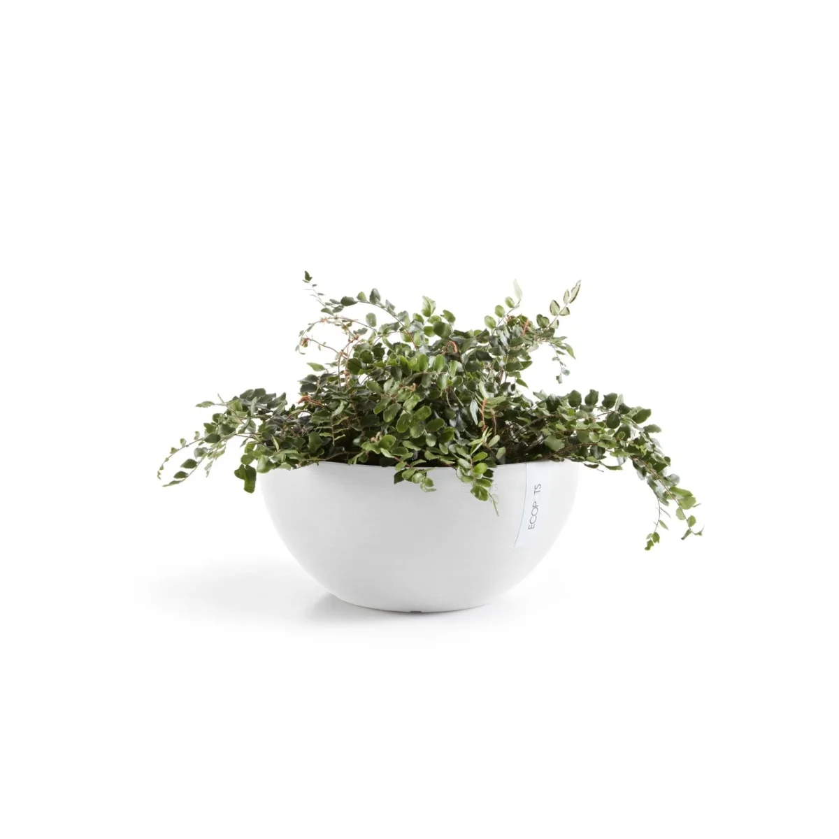 Kukkaruukku Brysseli 30cm valkoinen