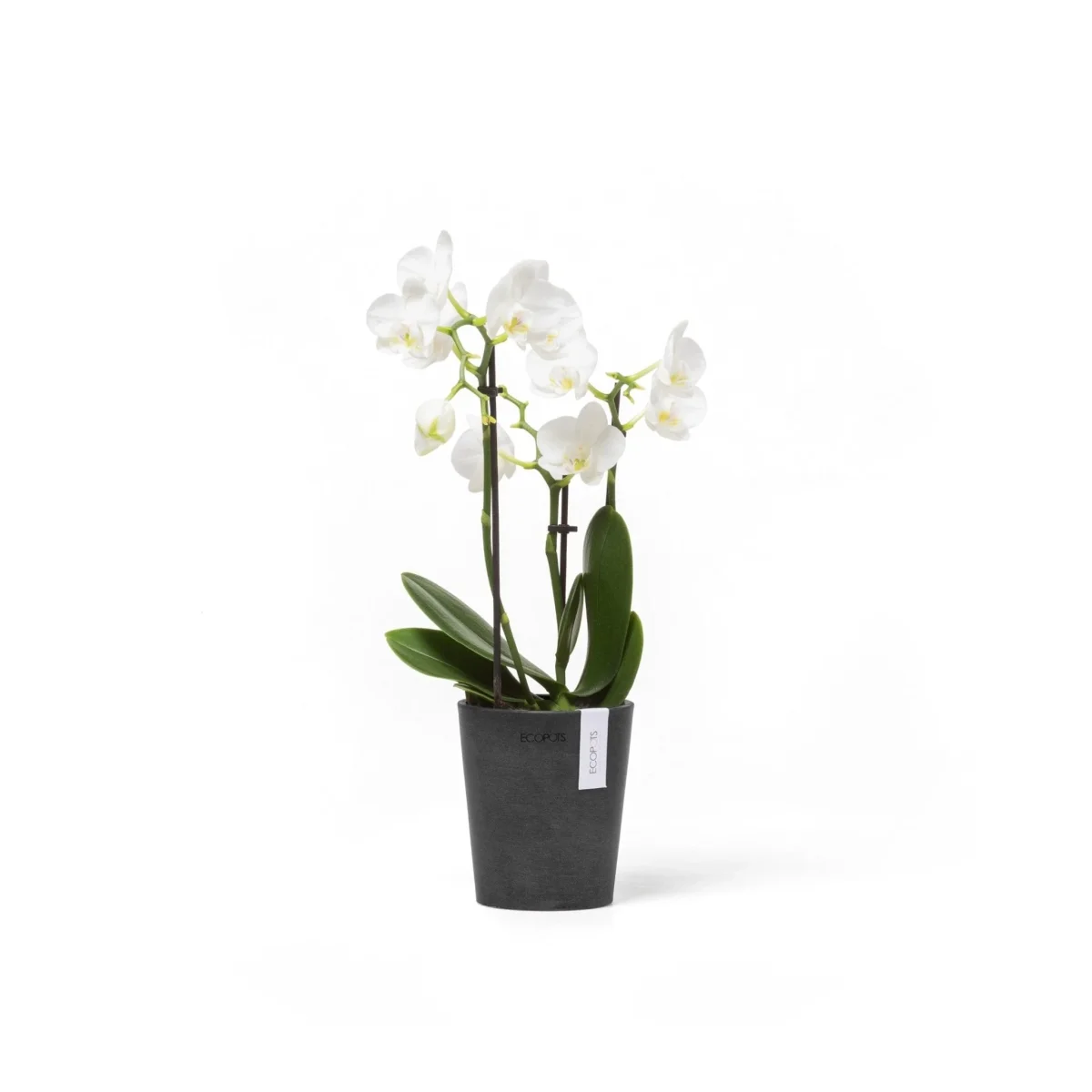 Kukkaruukku Morinda 11cm tummanharmaa