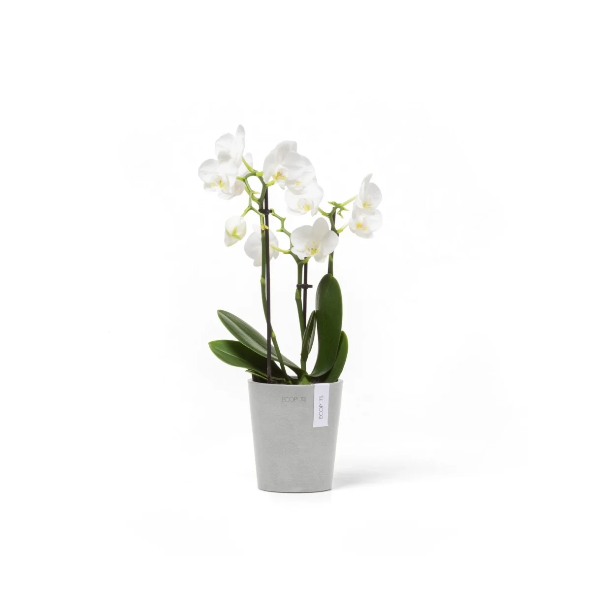 Kukkaruukku Morinda 11cm valkoharmaa
