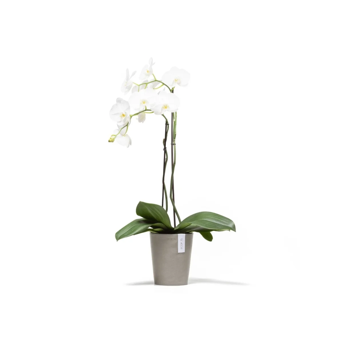Kukkaruukku Morinda 17cm taupe