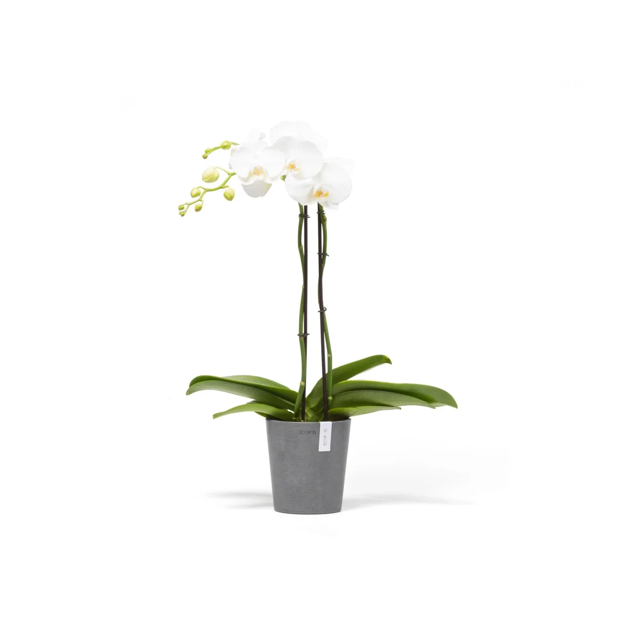Kukkaruukku Morinda 14cm harmaa