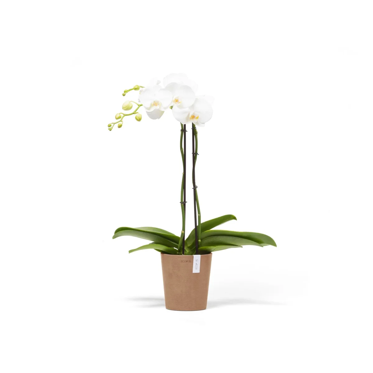 Kukkaruukku Morinda 14cm terracotta