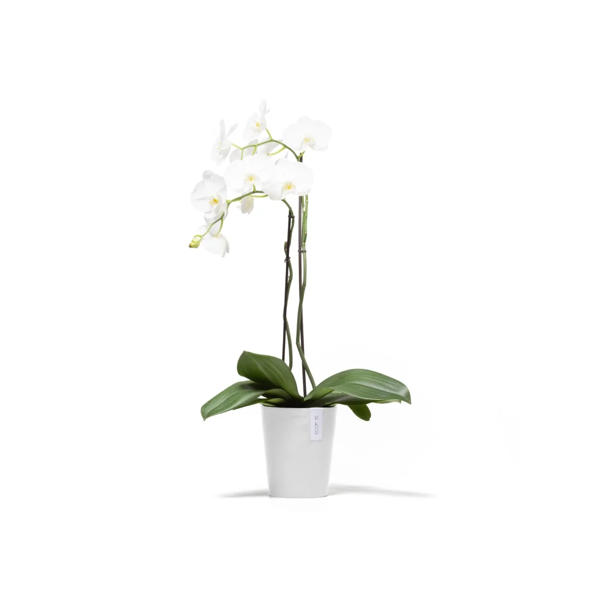 Kukkaruukku Morinda 17cm valkoinen