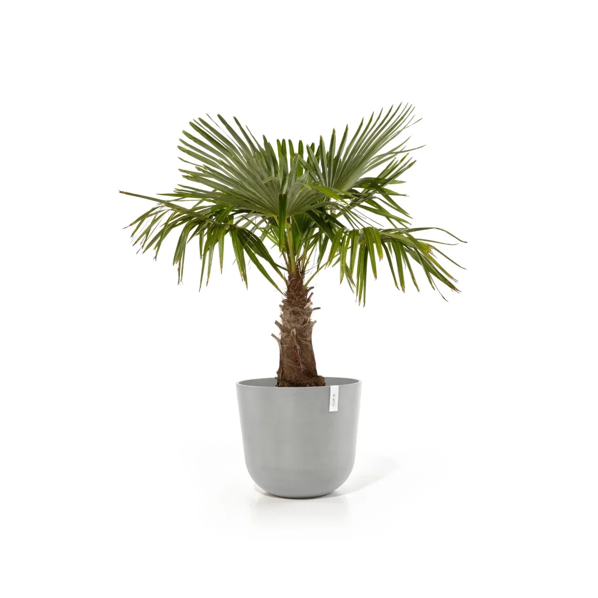 Kukkaruukku Oslo 55cm valkoharmaa