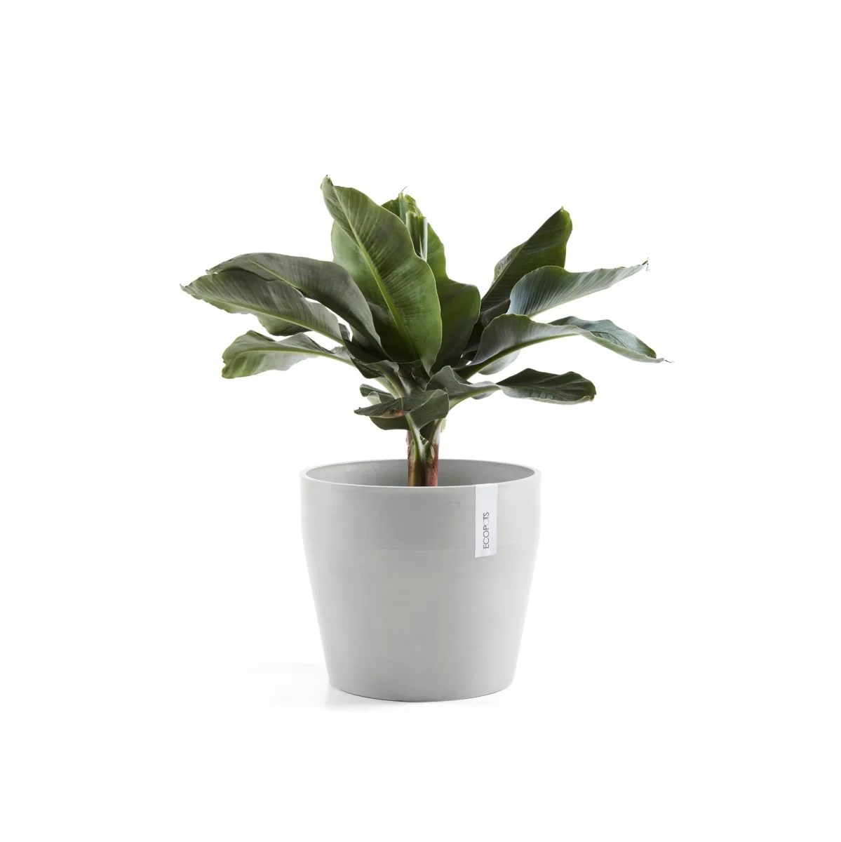 Kukkaruukku Sankara 40cm valkoharmaa