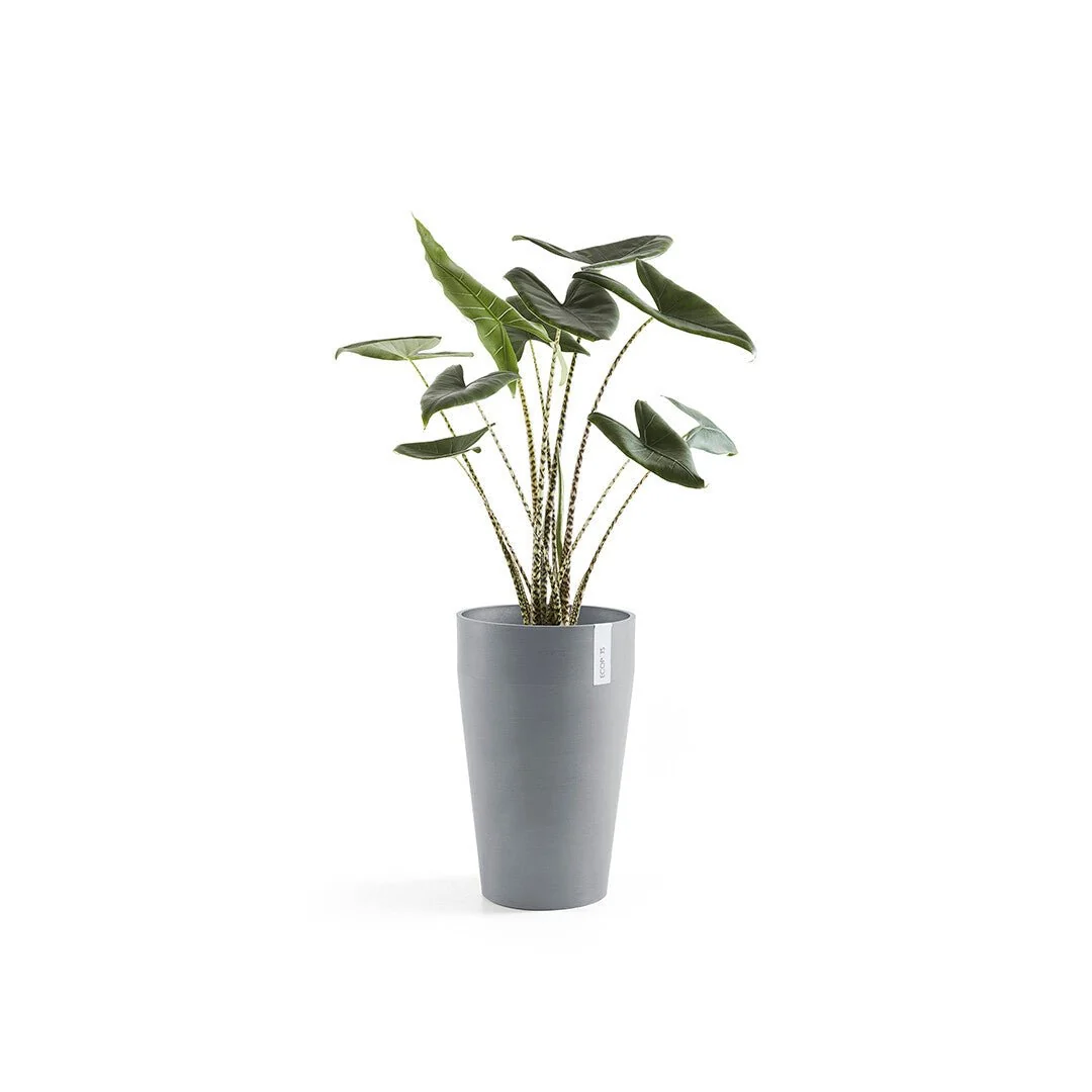 Kukkaruukku Sankara keskikorkea 55cm siniharmaa