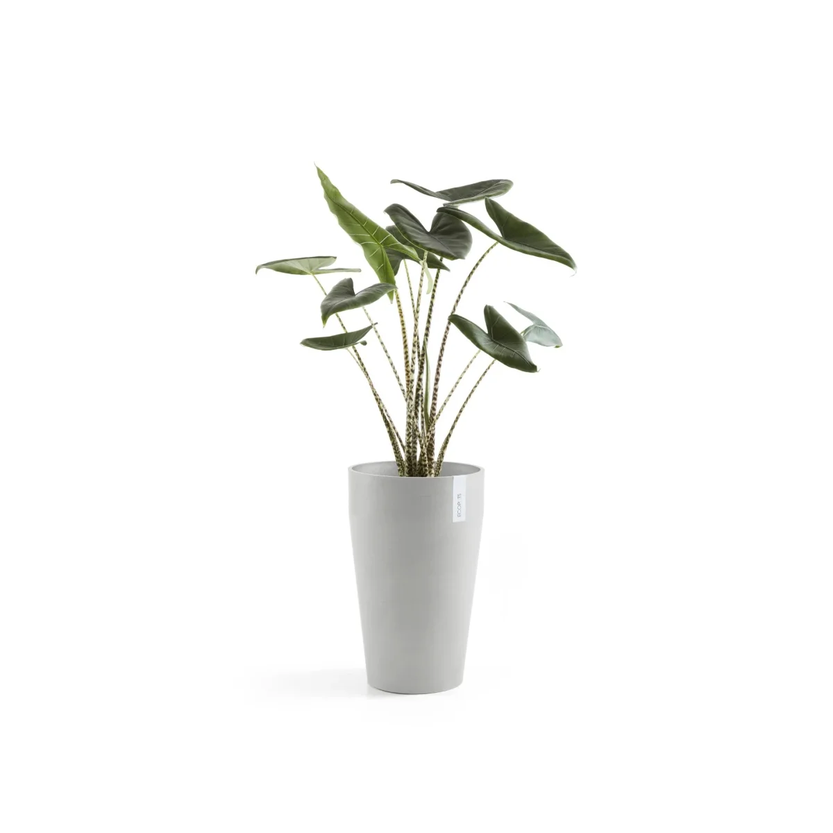 Kukkaruukku Sankara keskikorkea 55cm valkoharmaa